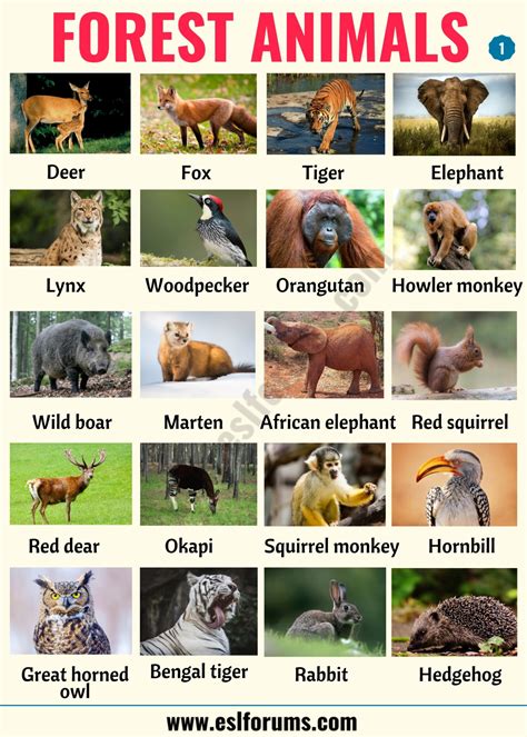 animals in the forest|Forest Animals: List Of Animals That Live In The Forest.